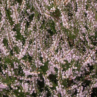 Heidekraut County Wicklow - Calluna vulgaris county wicklow - Terrasse balkon