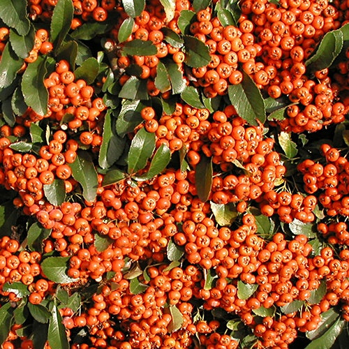 Feuerdorn Saphyr ® Orange'Cadange - Pyracantha  saphyr ® orange'cadange' - Gartenpflanzen