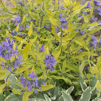 Bartblume Worcester Gold - Caryopteris clandonensis  worcester gold - Terrasse balkon