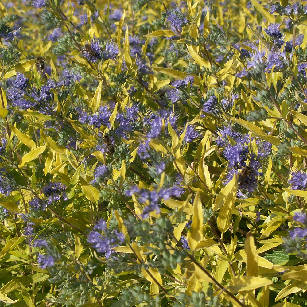 Bartblume Worcester Gold - Caryopteris clandonensis  worcester gold