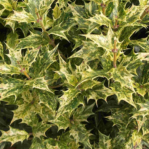 Stachelblättrige Duftblüte Goshiki Tricolor - Osmanthus heterophyllus goshiki