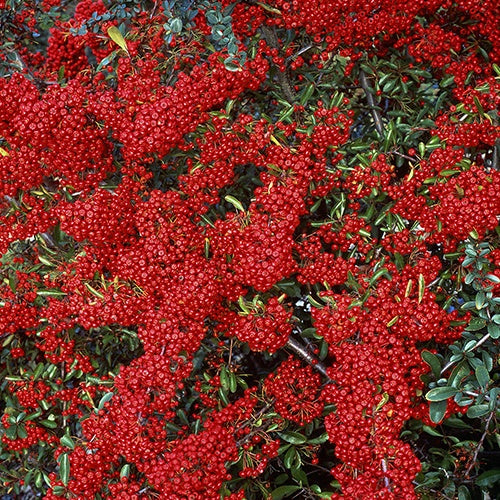 Feuerdorn Saphyr ® Rouge Cadrou - Pyracantha  saphyr ® rouge'cadrou' - Pflanzeneigenschaften