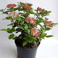 Lorbeer-Schneeball 'Gwenllian' - Viburnum tinus Gwenllian - Bakker