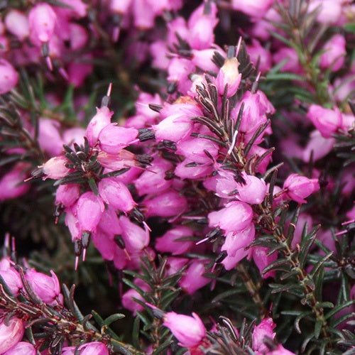 Erica darleyensis Kramer's Rote - Winterheide 'Kramer's Rote' - Heidekraut