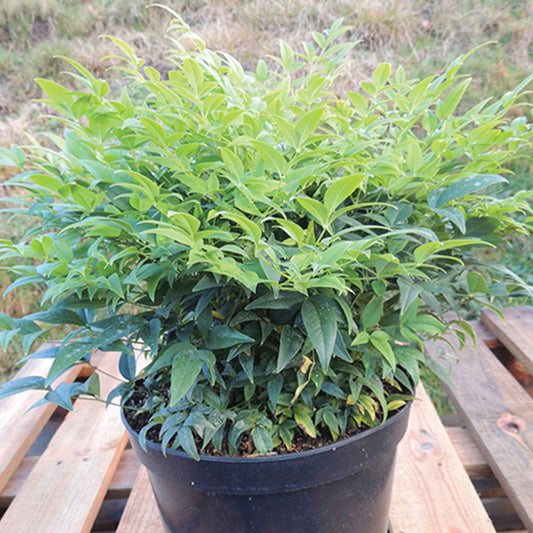 Himmelsbambus 'Magical Lemon and Lime' - Bakker