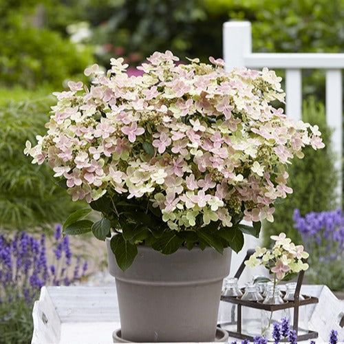 Rispenhortensie Hydrangea paniculata Rosa-Weiß - Winterhart - Bakker