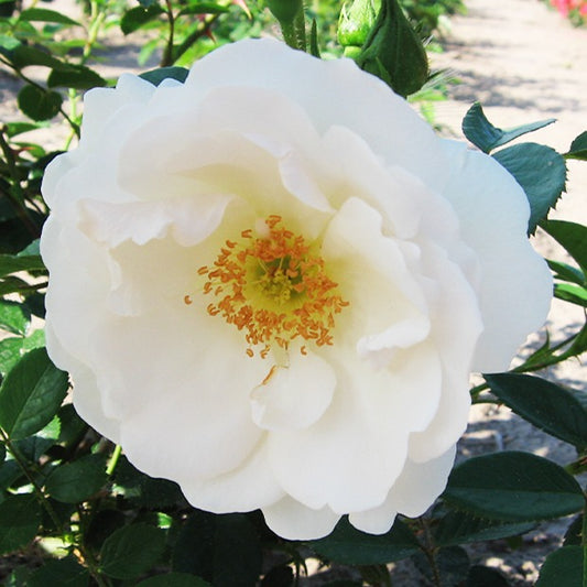 Kletterrose Hella - Bakker