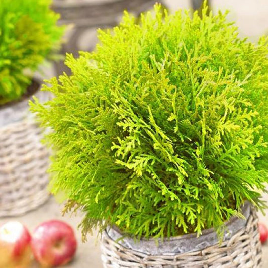 Lebensbaum Mirjam - Bakker