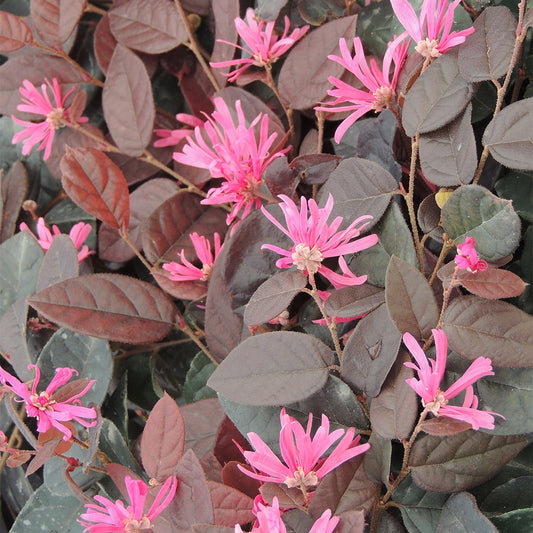 Riemenblüte Fire Dance - Bakker