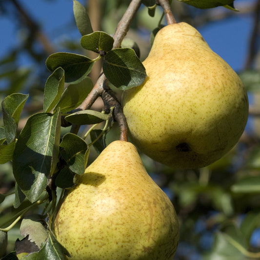 Birnenbaum 'Williams' - Bakker