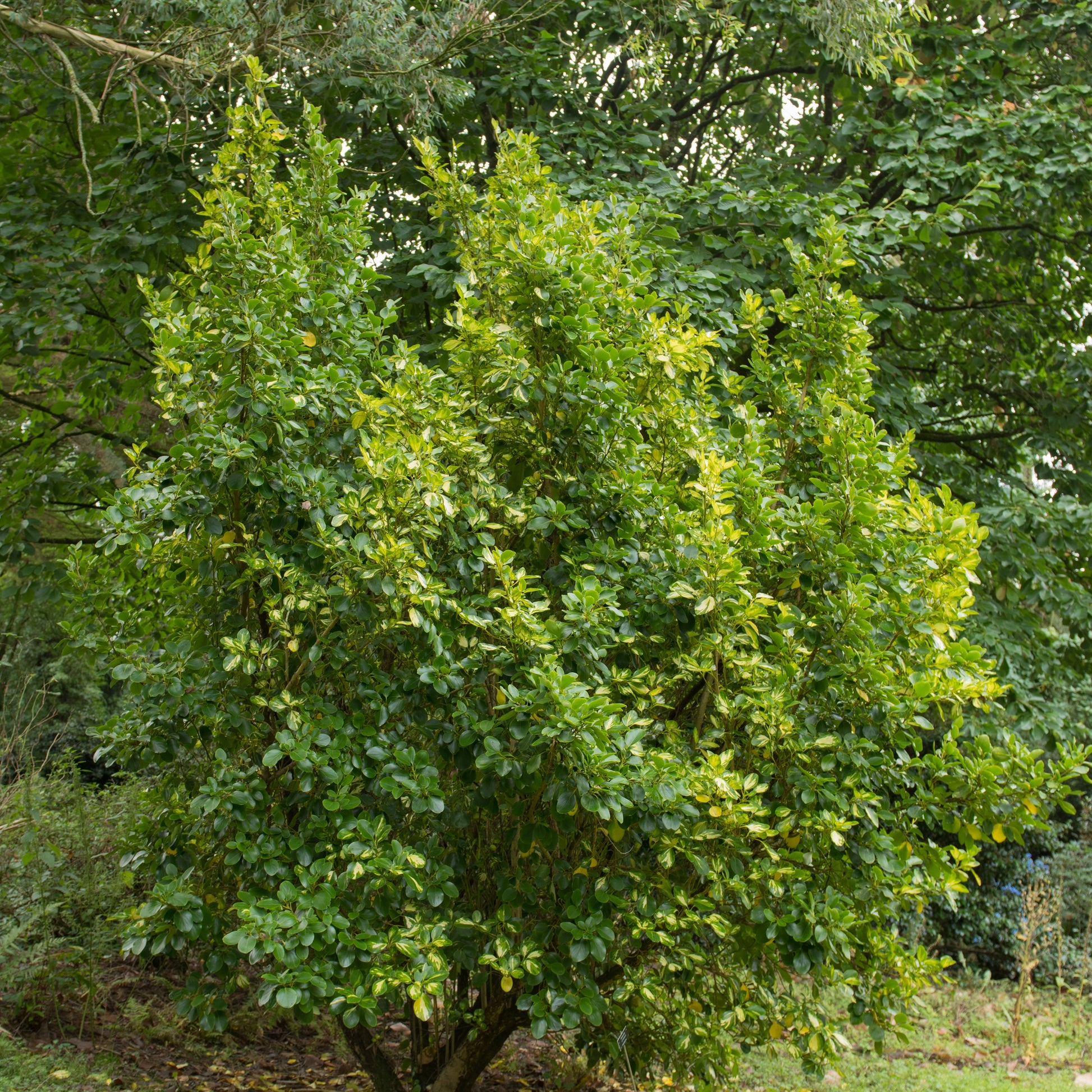 Bunt Griselinia - Griselinia littoralis variegata - Gartenpflanzen