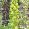 Persische Schachblume - Fritillaria persica - Blumenzwiebeln Sommerblüher