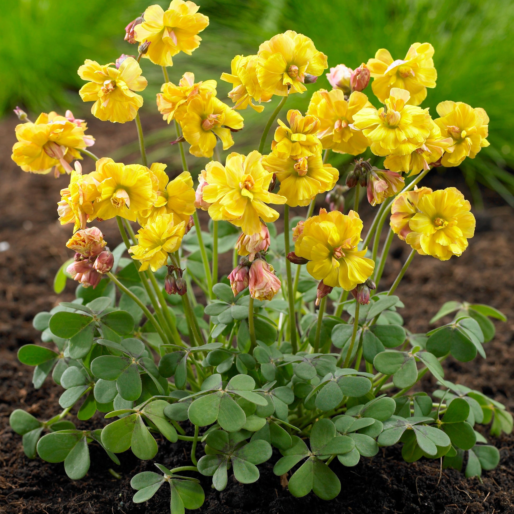 Oxalis Double Trouble (x5) - Oxalis double trouble - Blumenzwiebeln