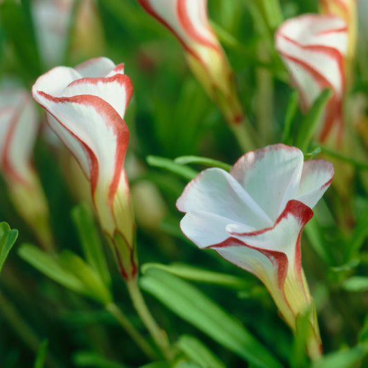 Kollektion Oxalis (x15) - Bakker