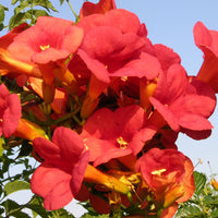 Trompetenblume Madame Galen - Campsis x tagliabuana madame galen - Kletterpflanzen