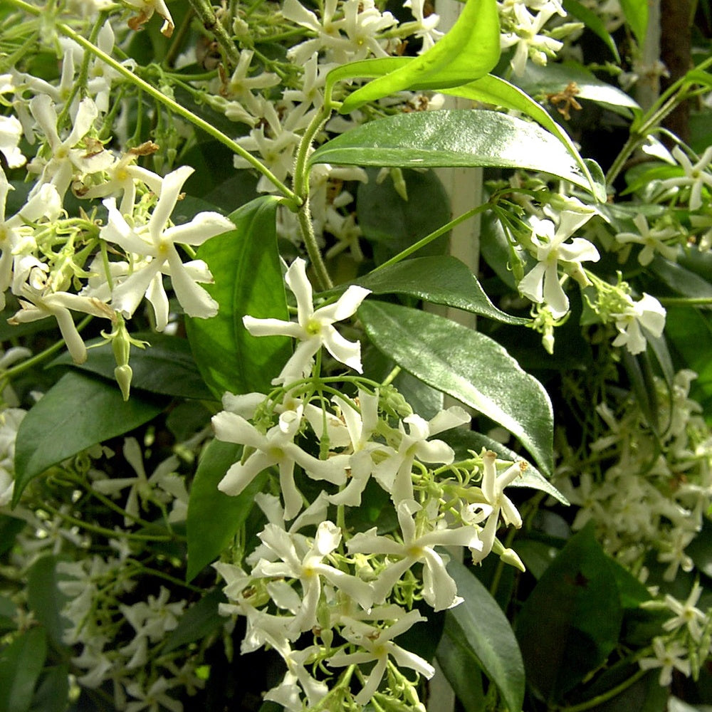 Sternjasmin - Trachelospermum jasminoïdes - Kletterpflanzen