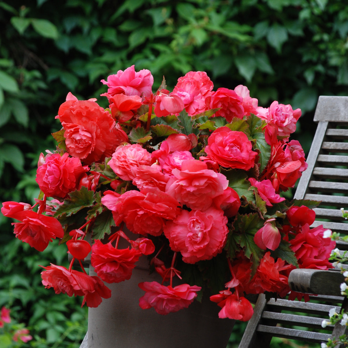 Hänge-Begonie duftend ‘Pink Delight’ (x5) - Bakker