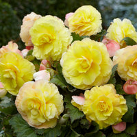 Gelbe Doppelbegonien (x5) - Begonia superba - Blumenzwiebeln