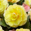 Gelbe Doppelbegonien (x5) - Begonia superba - Blumenzwiebeln Sommerblüher