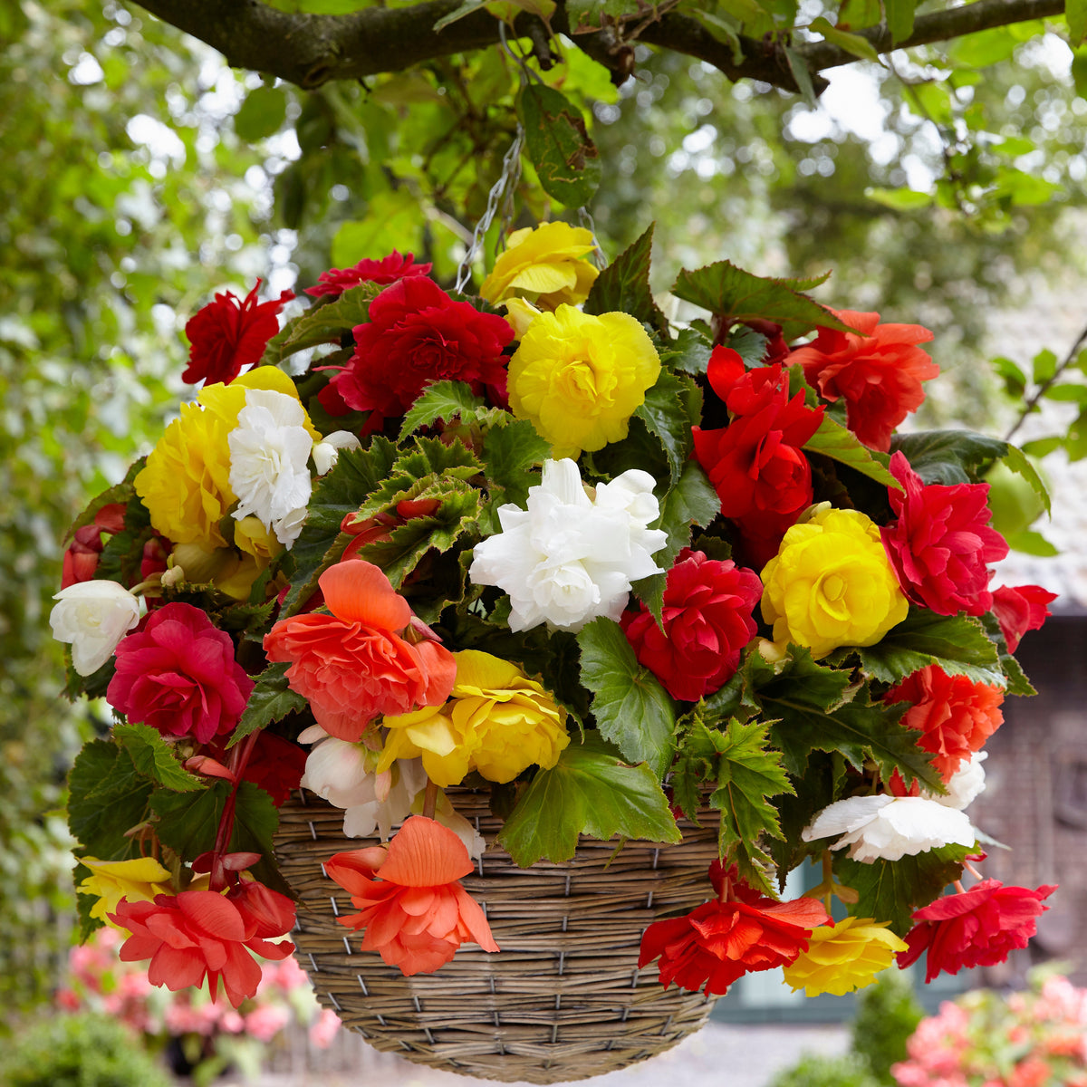 Großblumige, hängende Begonien Mischung (x20) - Begonia - Bakker