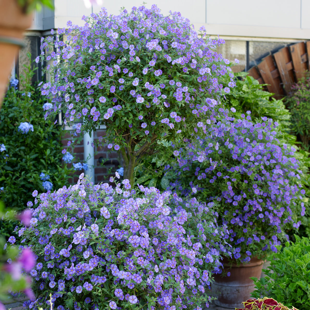 Verkauf Enzianstrauch - Lycianthes rantonnetii