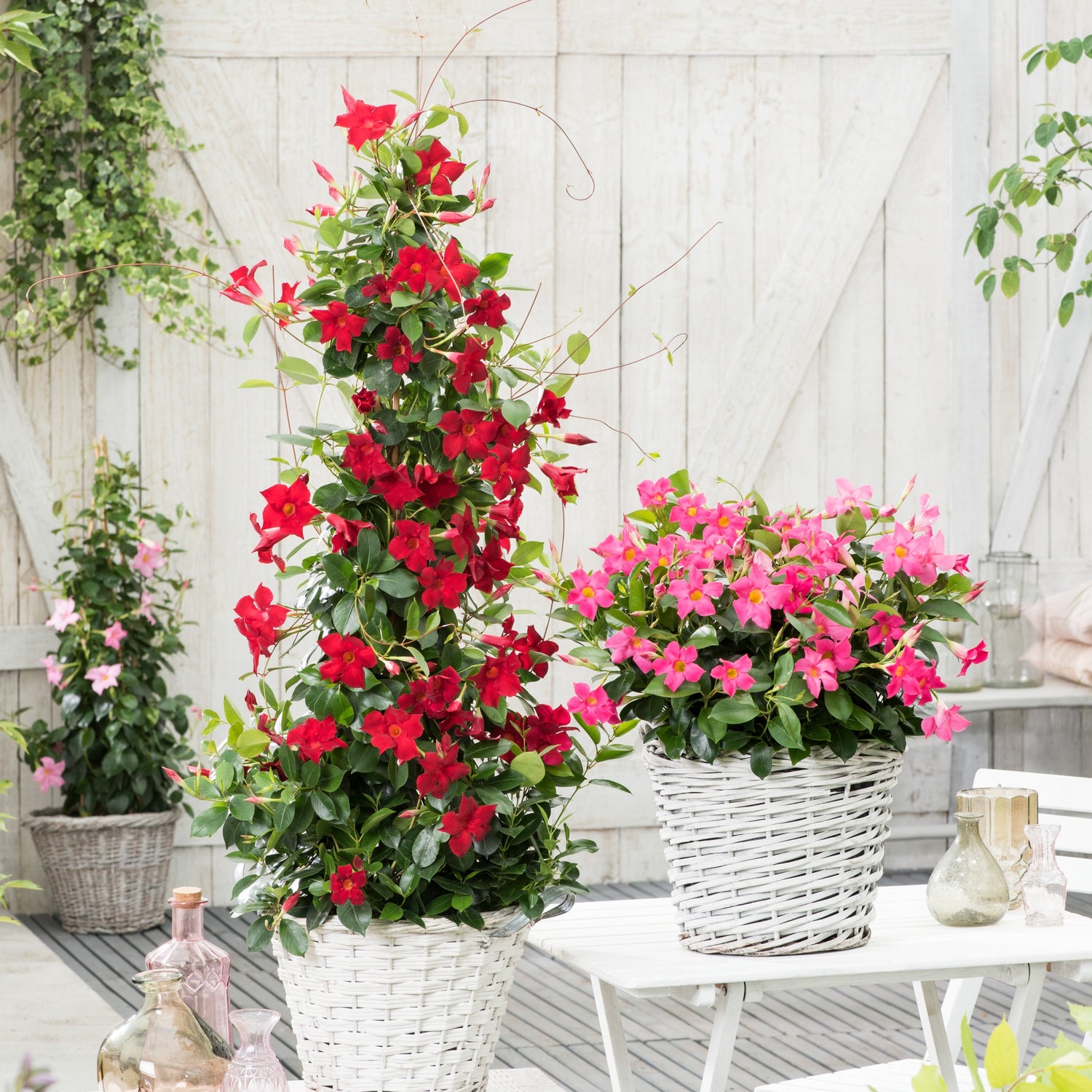 Chilenischer Jasmin - Mandevilla laxa