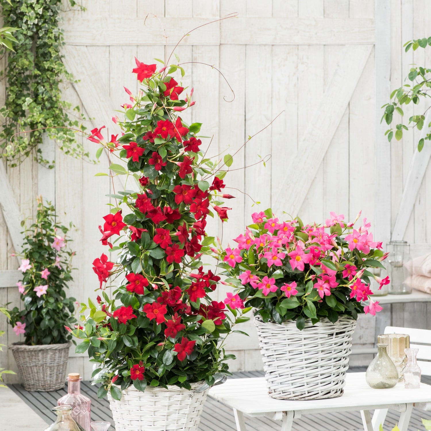 Chilenischer Jasmin - Mandevilla laxa