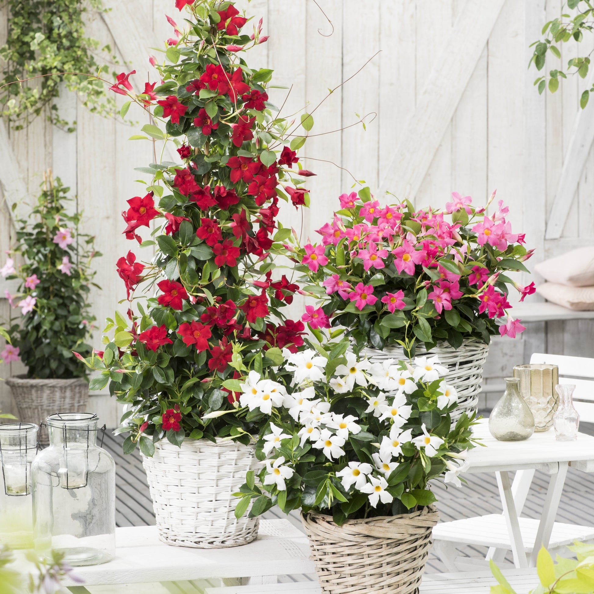 Dipladenie rot - Dipladenia - Mandevilla - Bakker