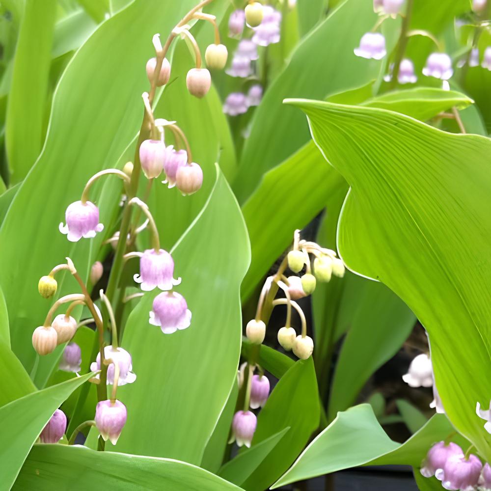 Maiglöckchen Mischung (3 Weiß + 3 Rosa + 3 Riesen Bordeaux) (x 9) - Convallaria majalis - Sträucher und Stauden