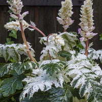 Tasmanischer Akanthus Angel - Bakker