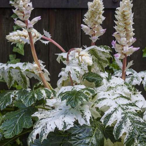 Tasmanischer Akanthus Angel - Acanthus hybride tasmanian angel - Gartenpflanzen