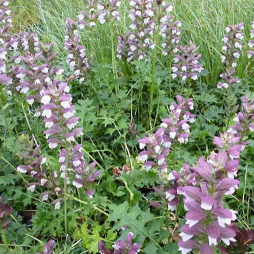 Akanthus Mornings Candle - Acanthus mornings candle - Gartenpflanzen