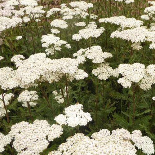 Schafgarbe Heinrich Vogeler - Achillea filipendulina heinrich vogeler - Gartenpflanzen