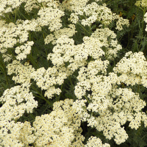 Alabaster Achillea (x3) - Achillea hybride alabaster - Gartenpflanzen