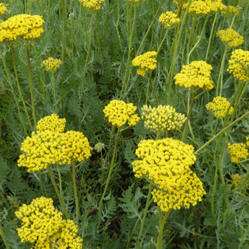 Schafgarbe Coronation Gold - Achillea hybride coronation gold - Gartenpflanzen