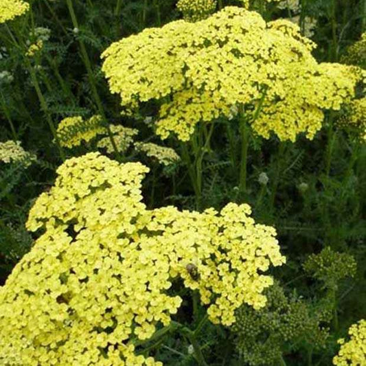 Schafgarbe Credo - Achillea hybride credo - Gartenpflanzen