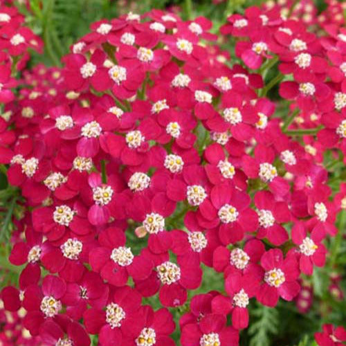 Petra Schafgarbe (x3) - Achillea hybride petra - Gartenpflanzen