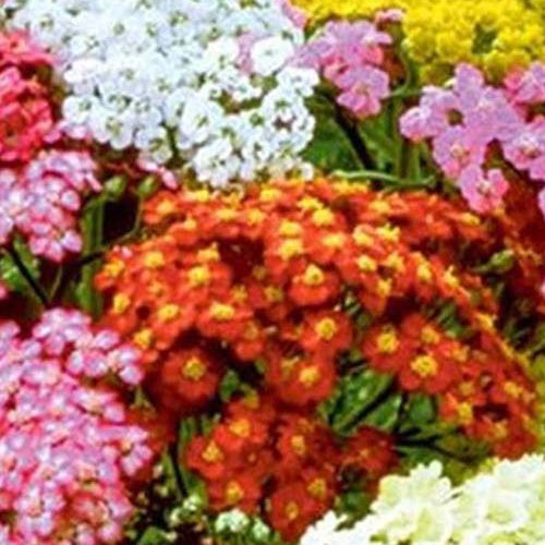 Schafgarben Summer Pastels - Bakker