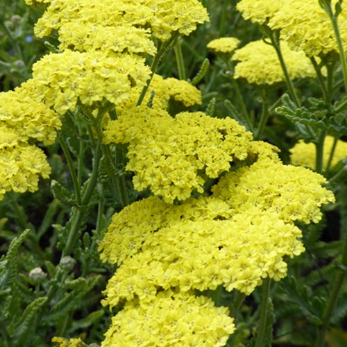 Taygetea-Schafgarbe - Achillea hybride taygetea - Gartenpflanzen