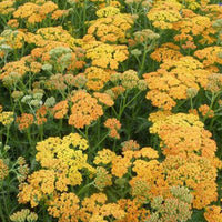 Achillea Terracotta - Achillea hybride terracotta - Gartenpflanzen