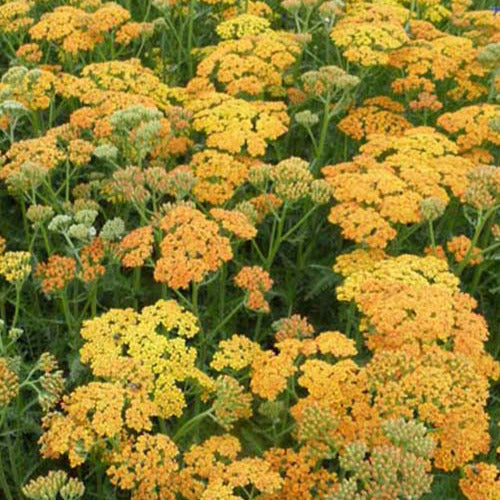 Achillea Terracotta - Bakker