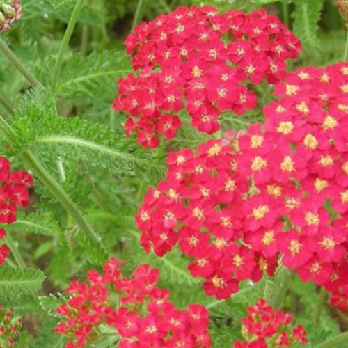 Schafgarbe Kirsche Königin (x3) - Achillea millefolium cerise queen - Gartenpflanzen