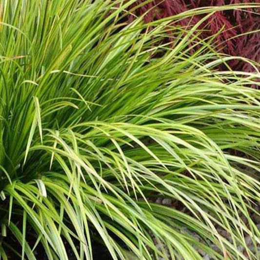 Grasartiger Kalmus Hakuro-Nishiki - Bakker