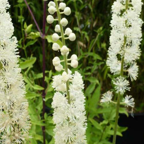 Silberkerze Bugbane - Actaea racemosa - Gartenpflanzen