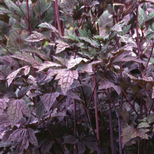 Actaea simplex atropurpurea - Actaea simplex atropurpurea - Gartenpflanzen