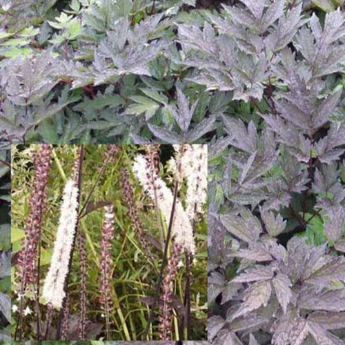 Silberkerze Brunette - Actaea simplex brunette - Gartenpflanzen