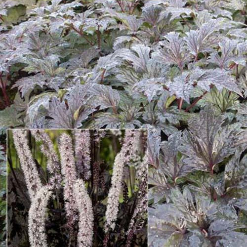 Silberkerze Carbonella - Bakker