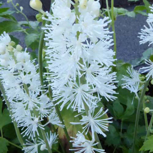 Silberkerze White Pearl - Actaea simplex white pearl - Gartenpflanzen