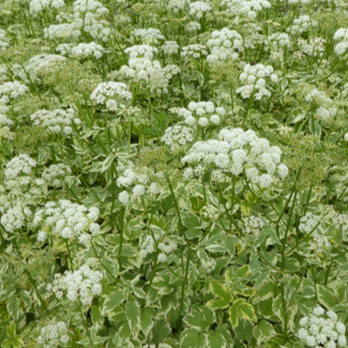 Panaschiertes Gichtgras - Aegopodium podograria variegatum - Gartenpflanzen