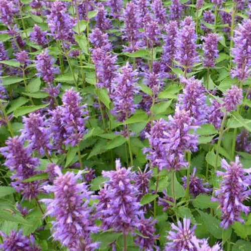 Agastache Blue Boa - Agastache blue boa - Gartenpflanzen